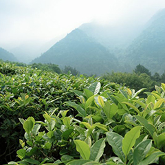 官方網站全新改版上線