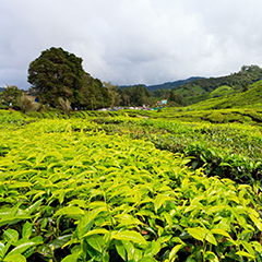 官方網站全新改版上線