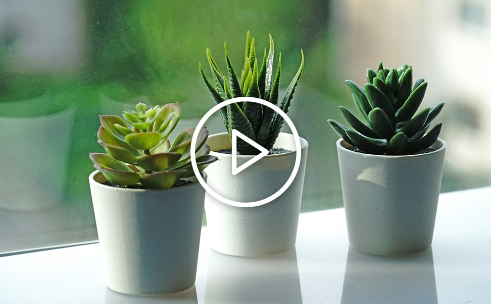 綠化多肉植物講座及DIY教學