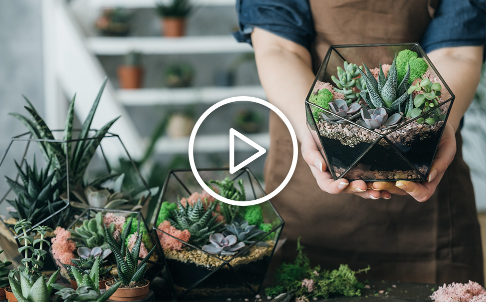 多肉植物-【第一堂園藝課】