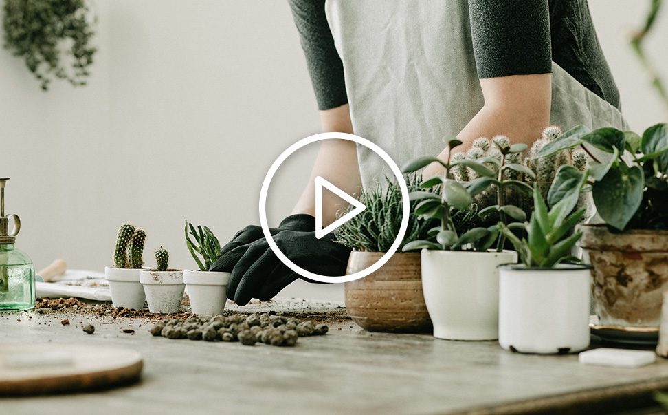 植物栽培｜會移動的多肉植物