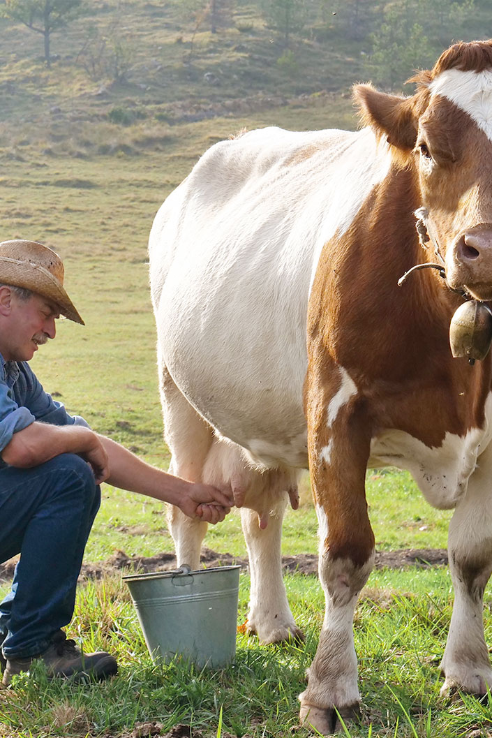 新鮮鮮乳從哪來
