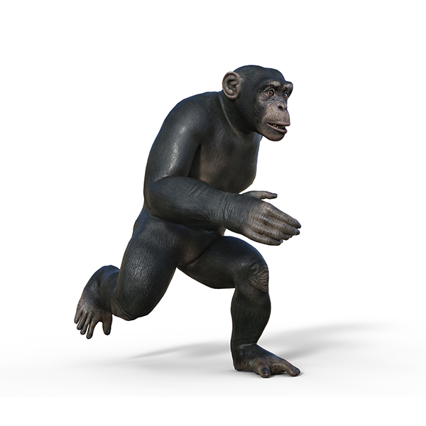 猩猩模型